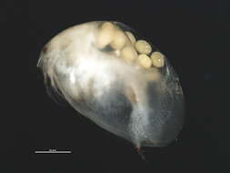 Image of Eurycercidae