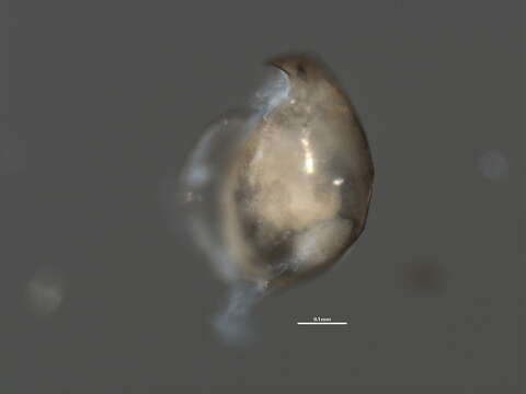 Image of Water flea