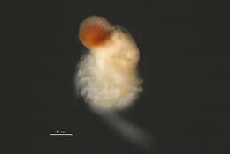 Image of Polyphemus pediculus