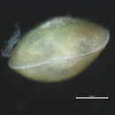 Image of <i>Cypris pubera</i>