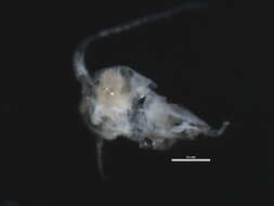 Image of Hesperodiaptomus arcticus (Marsh 1920)