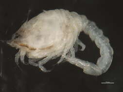 Image of hooded shrimp