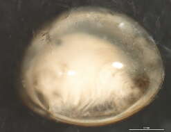 Image of <i>Lynceus brachyurus</i>