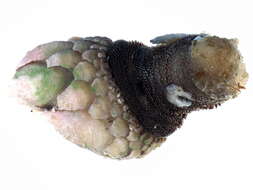 Image of Pollicipedidae Leach 1817