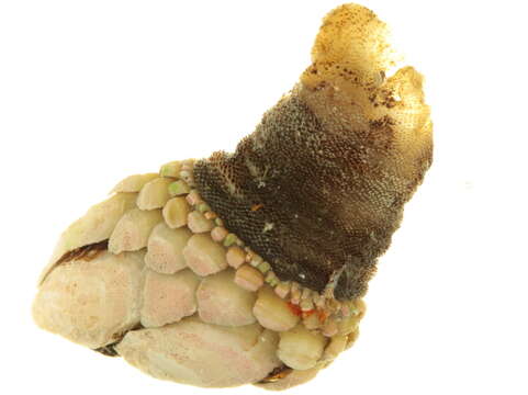 Image of goose-necked barnacle