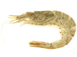 Image of Bail shrimp