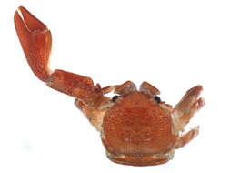 Image of flattop crab