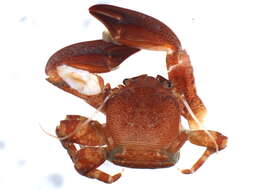 Image of flattop crab