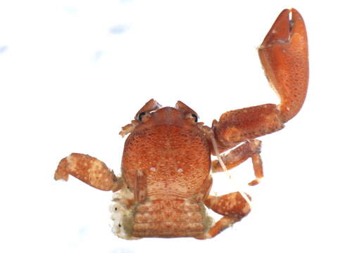 Image of flattop crab