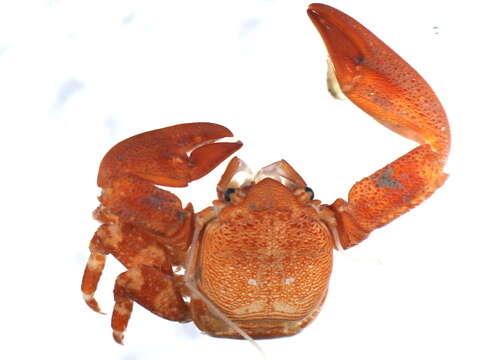 Image of flattop crab