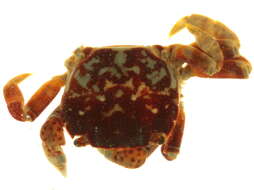 Image of <i>Hemigrapsus nudus</i>