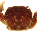 Image of Hemigrapsus