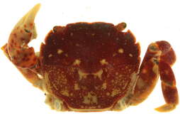 Image of Hemigrapsus