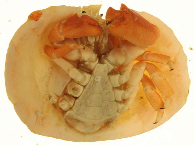 Image of turtle crab