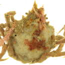 Image of cryptic kelp crab
