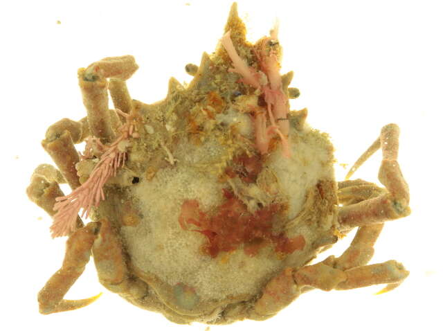Image of cryptic kelp crab