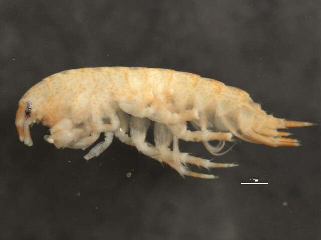 Image of <i>Eogammarus confervicolus</i>