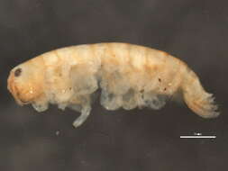 Image of Apohyale cf. pugettensis