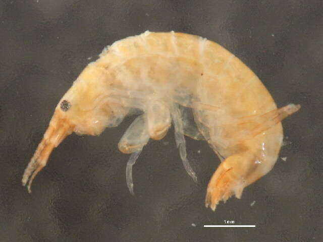 Image of Apohyale cf. pugettensis
