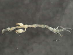 Image of Caprella laeviuscula Mayer 1903