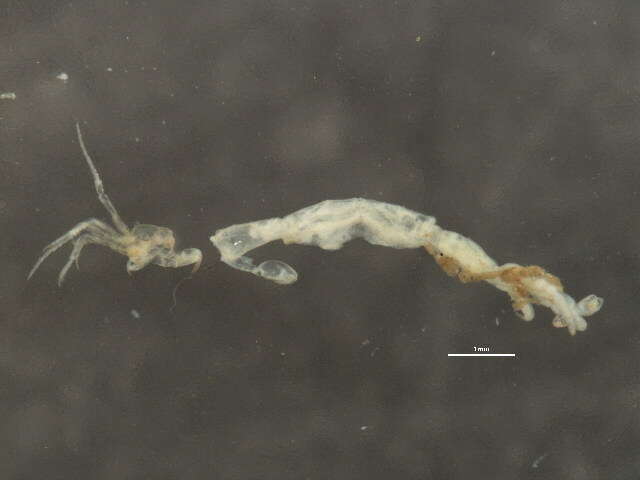Image of Caprelloidea Leach 1814