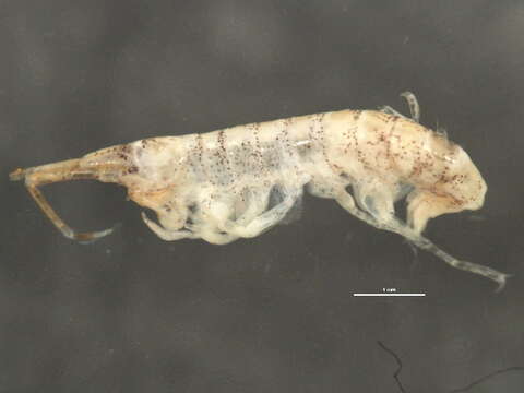 Aoroides intermedius Conlan & Bousfield 1982的圖片