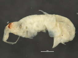 Image of Synopioidea Dana 1852
