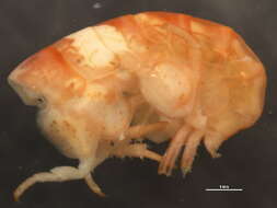 Image of <i>Apohyale pugettensis</i>