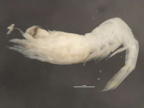 Sivun Hippolytidae Spence Bate 1888 kuva