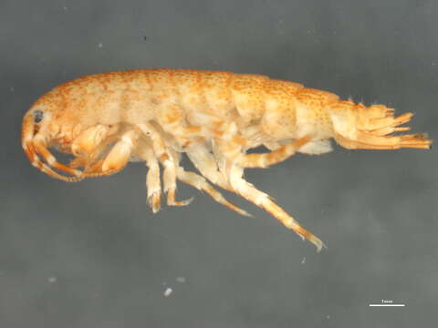 Image of <i>Eogammarus confervicolus</i>