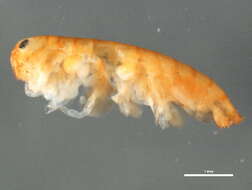 Image of Apohyale cf. pugettensis