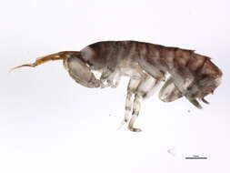 Image of Megamoera subtener (Stimpson 1864)