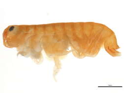 Image of Apohyale cf. pugettensis