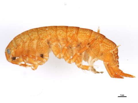 Image of <i>Eogammarus confervicolus</i>