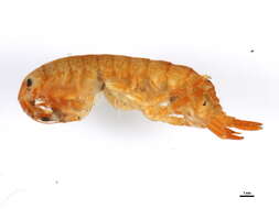 Image of <i>Eogammarus confervicolus</i>