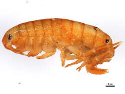 <i>Eogammarus confervicolus</i> resmi