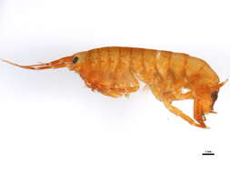 <i>Eogammarus confervicolus</i> resmi