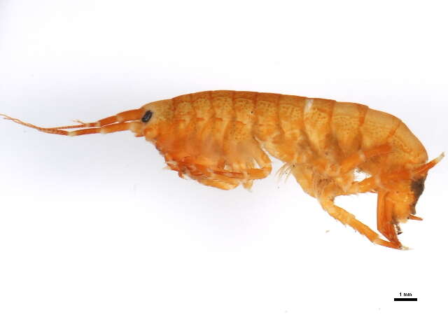 Image of <i>Eogammarus confervicolus</i>