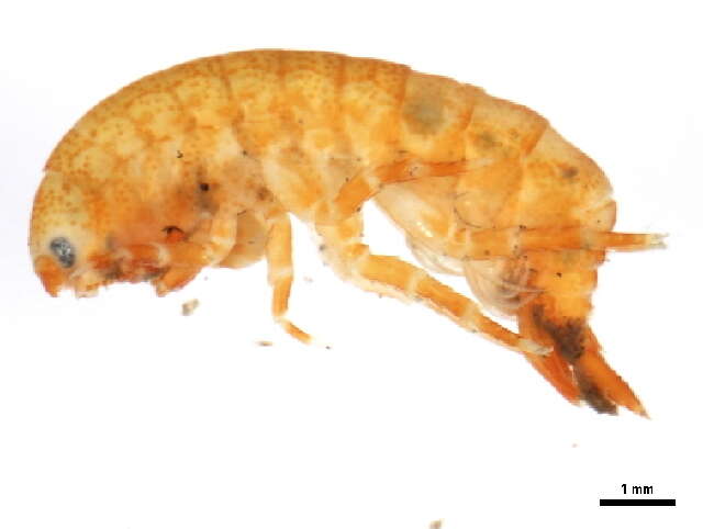 Image of Anisogammaridae