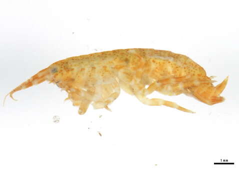 <i>Eogammarus confervicolus</i> resmi