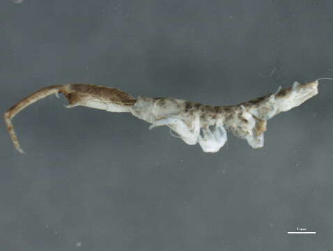 Image of Corophiidae Leach 1814