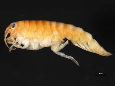 Calliopiidae G. O. Sars 1893的圖片