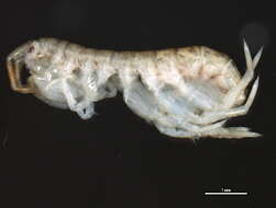 Image of Melitidae Bousfield 1973