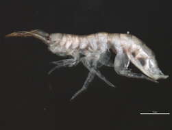 Image of Melitidae Bousfield 1973