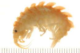 Image of Gammarellidae Bousfield 1977