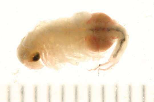 Image of fairy shrimp