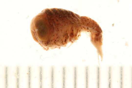 Image of jellyfish amphipods