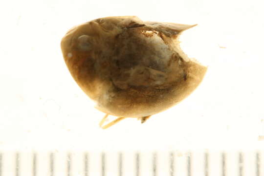 Image of branchiopods