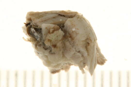 Image of Acorn barnacle