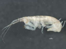 Image of Ampithoe lacertosa Spence Bate 1858